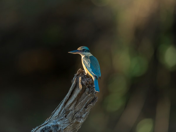 Sacred Kingfisher at Kakadu Bird Week. (Image: Parks Australkia)