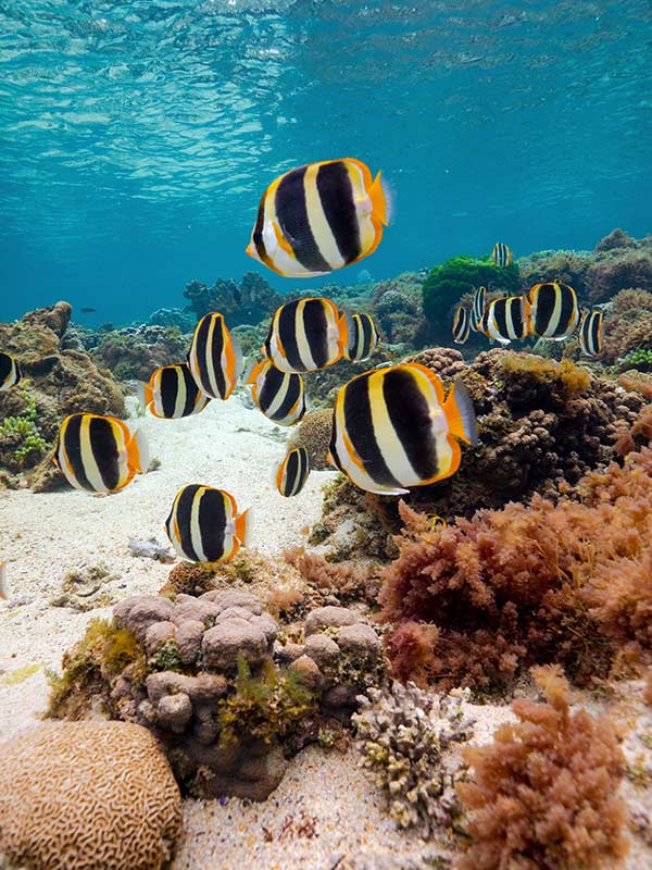 Lord Howe island Fish