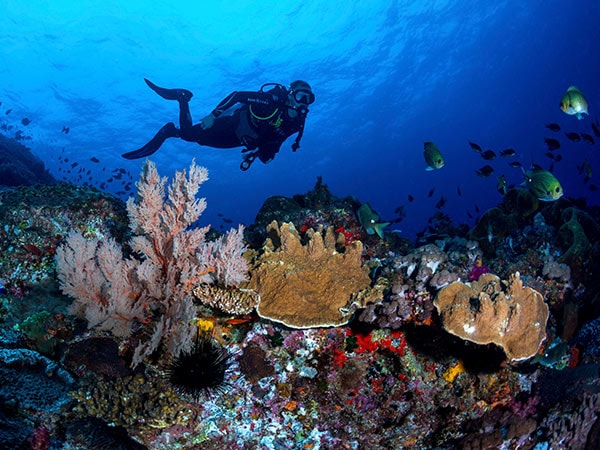 diving around lord howe island