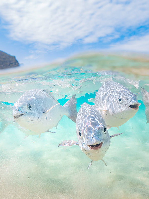 happy fish in Lorde Howe Island lagoon