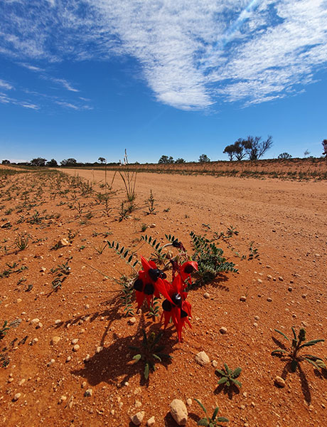 Mutawintji National Park, Broken Hill, NSW Australia