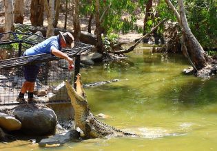 Where to spot crocodiles in and around Port Douglas