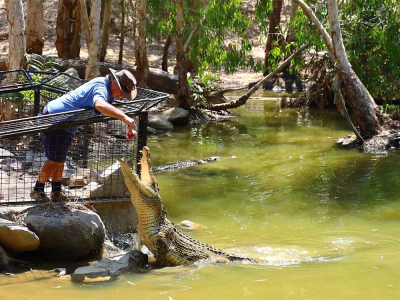Where to spot crocodiles in and around Port Douglas