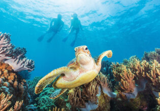 a sea turtle swimming at Michaelmas Cay