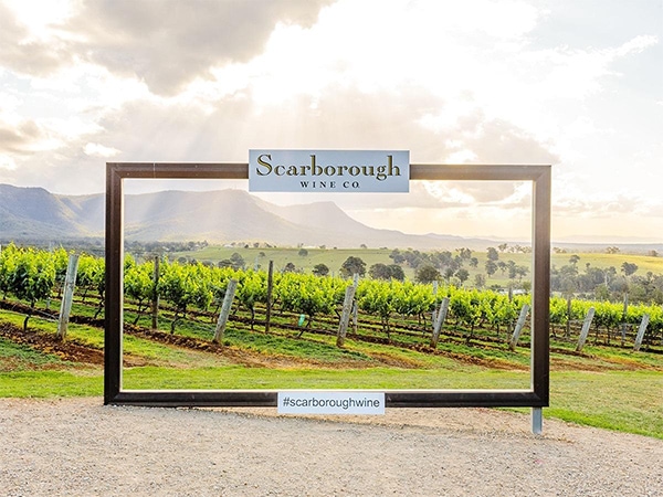 Scarborough Wine Co. vineyard