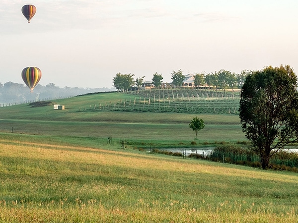 40 magnificent acres at Hanging Tree Wines