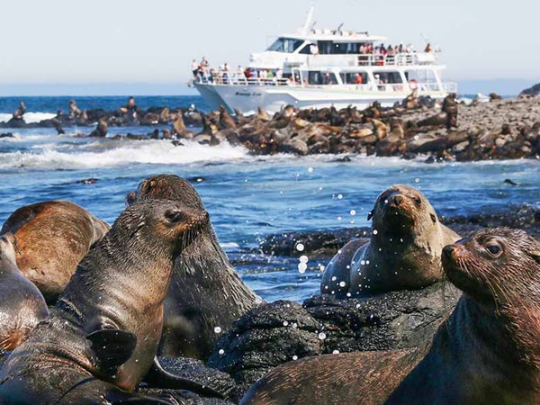 Wildlife-Coast-Cruises.
