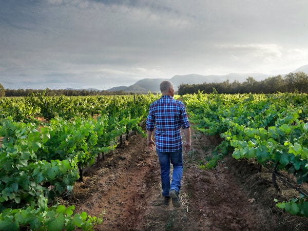 Andrew Thomas in the Braemore Vineyard