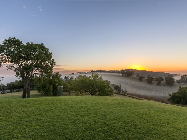 lush greenery at Audrey Wilkinson, Hunter Valley