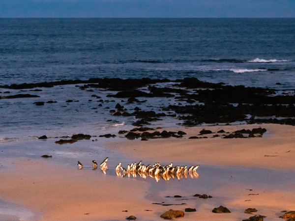 the penguin parade on Phillip Island