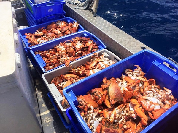 Scales Seafood trawlers
