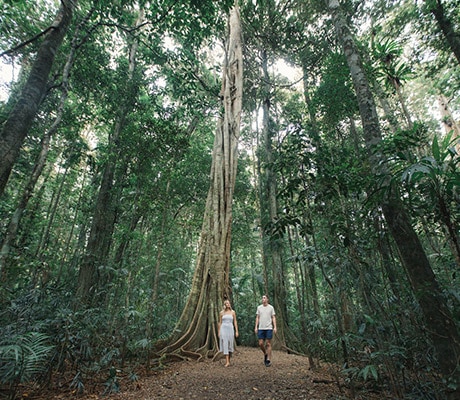 Mary Cairncross Scenic Reserve, Sunshine Coast Hinterland, Australia