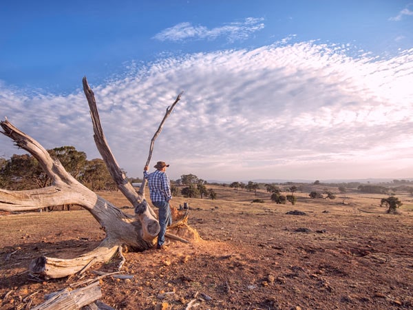 A farmer looks over the outback under a blue sky