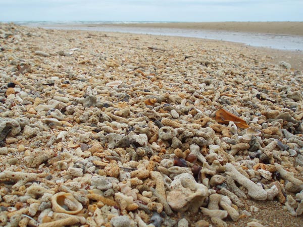Beach piled with dead corals from the Great Barrier Reef
