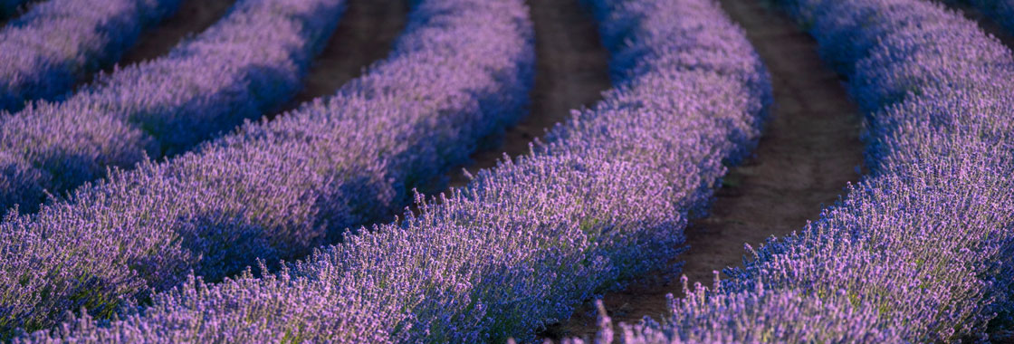 Close up of rows of lavender fields at Bridestowe Lavender Estate in North East Tasmania