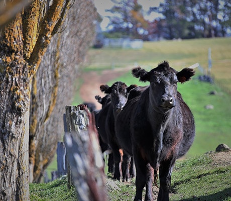 Cows, Cadogan Country House, Bathurst, NSW, Australia