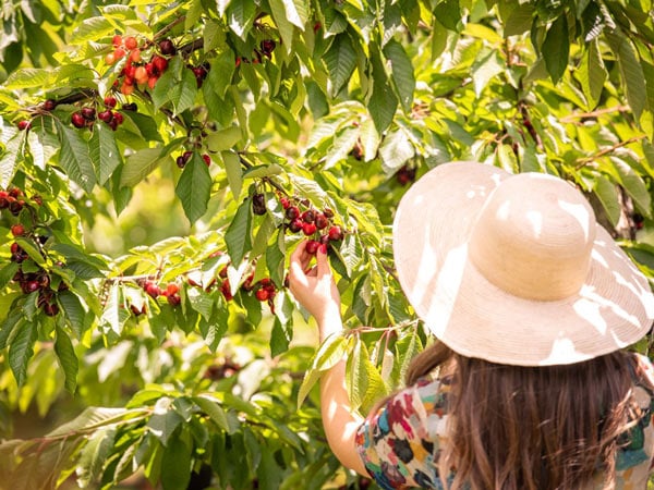 A woman with a hat picking cherries.