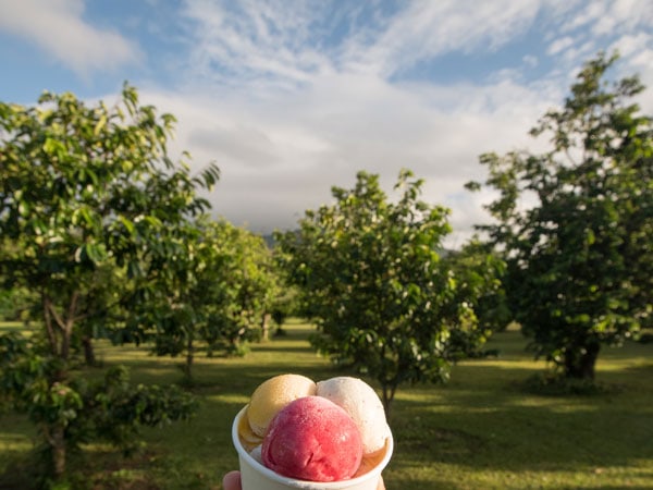 Eating Daintree Ice Cream in the orchard.