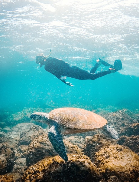Snorkelling with turtles, Mudjimba Island, Sunshine Coast, Queensland