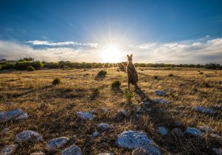 Curious kangaroo in a field on Kangaroo Island