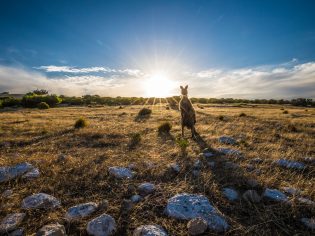 Curious kangaroo in a field on Kangaroo Island