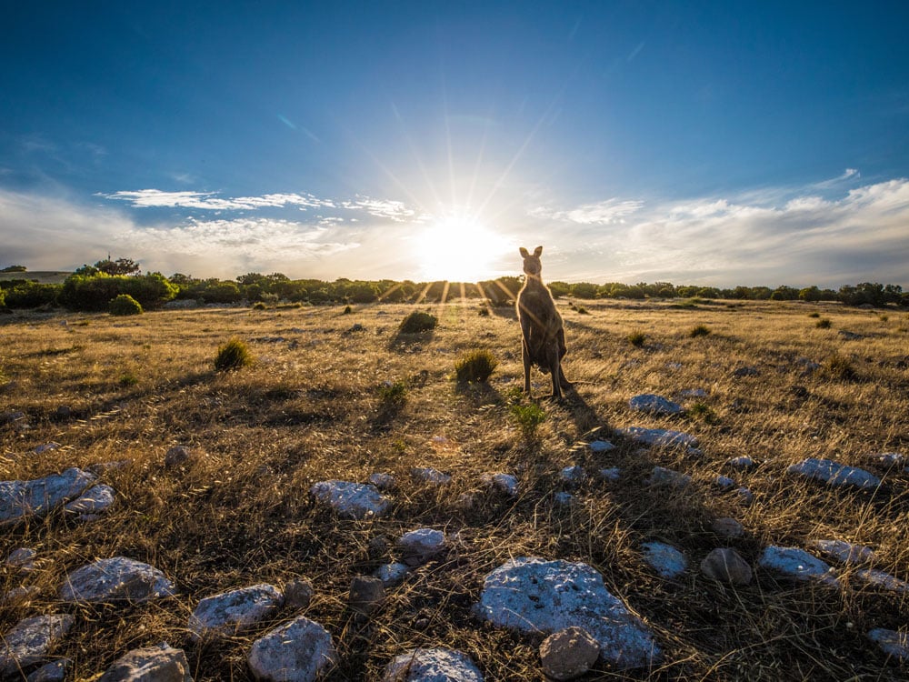 Curious kangaroo in a field on Kangaroo Island