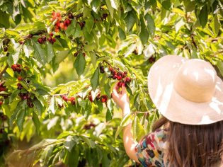A woman with a hat picking cherries.