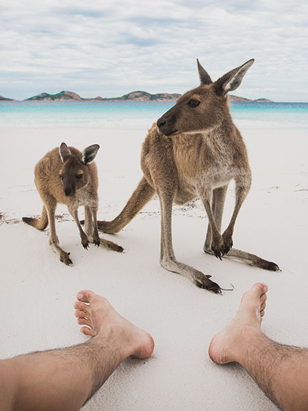 Kangaroos in the beach, Cape Le Grand National Park, Perth Australia