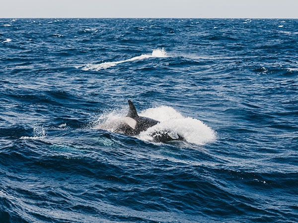 Killer whales in the sea, Bremer Bay, Western Australia