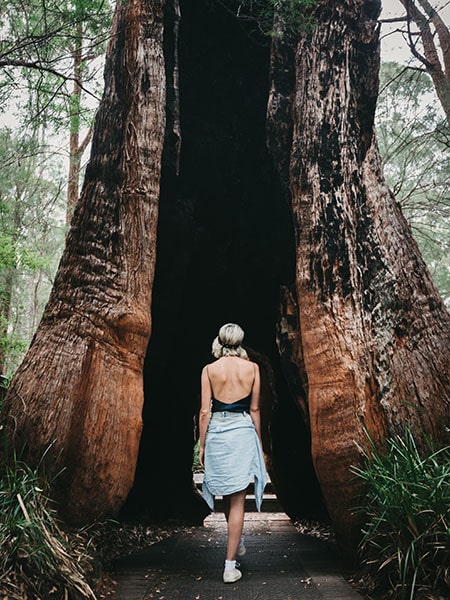 Girl facing the tree, Tree Top Walk, Valley of the Giants, Walpole, Western Australia