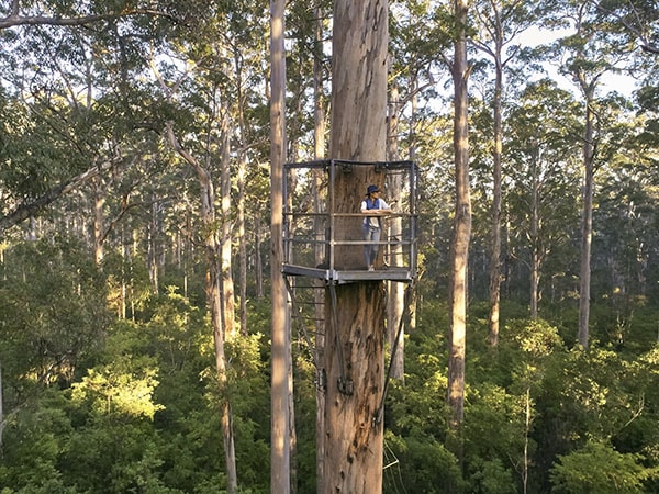Man in a karri tree, Gloucester National Park, Western Australia