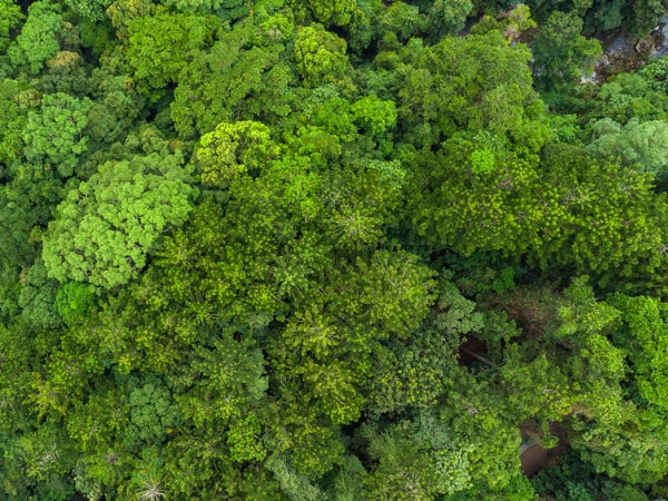 Overhead view of vibrant green trees