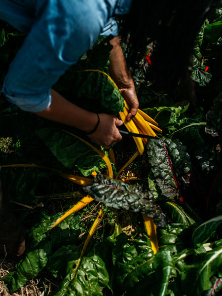 Picking organic food from-the-ground at Boon Luck Farm