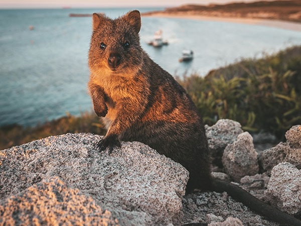 Quokkas, Rottnest Island, Western Australia