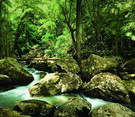 Rainforest, Sunshine Coast, Queensland