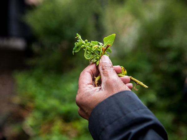 Bush tucker Warrigal greens