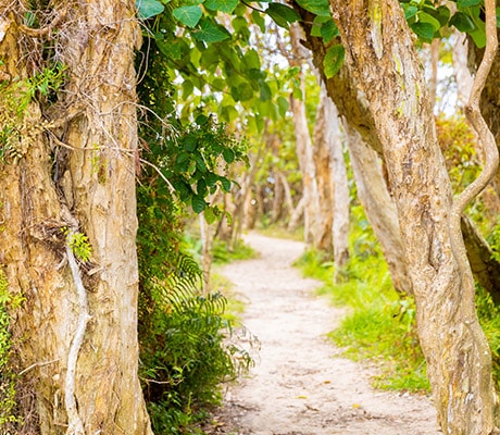Paper bark trees, Minjerribah North Stradbroke Island, QLD