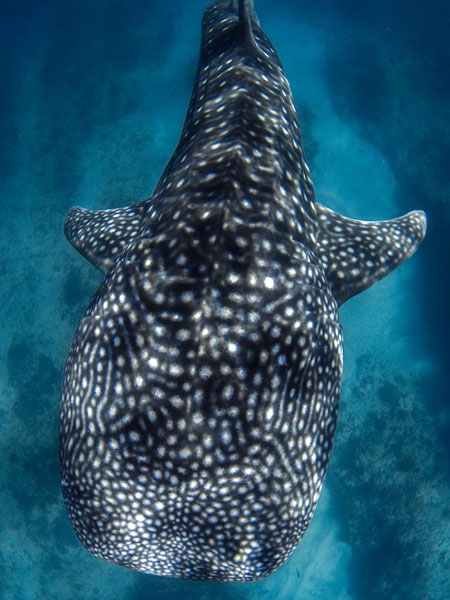 Whale shark pictured at Ningaloo Reef