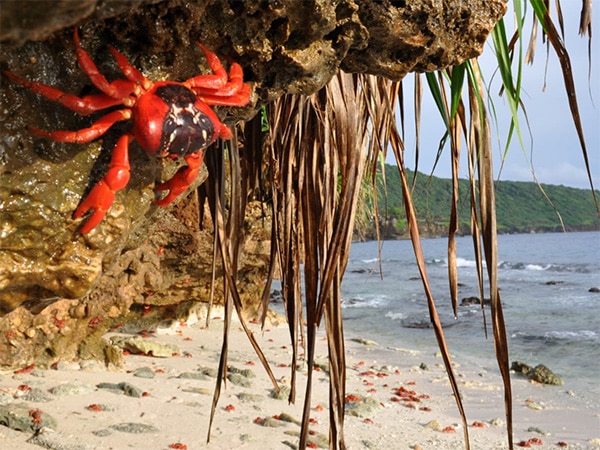 Christmas Island crabs at Ethel Beach
