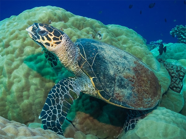 Marine turtles Dolly Beach
