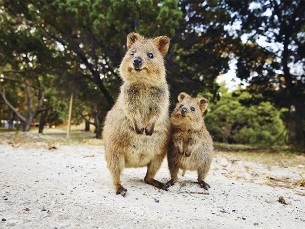 Two quokkas posing on Rottnest Island