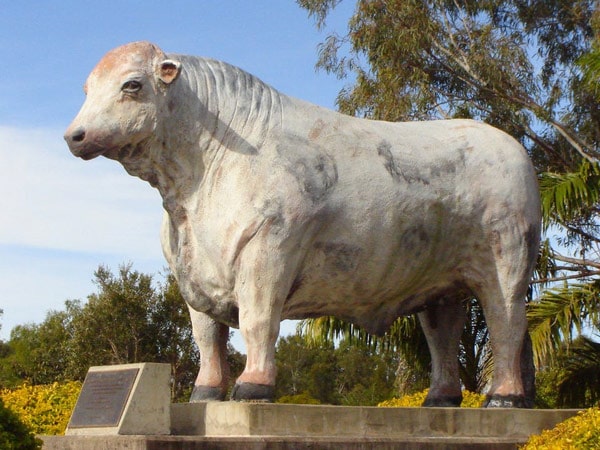 The Big Bullock in Rockhampton