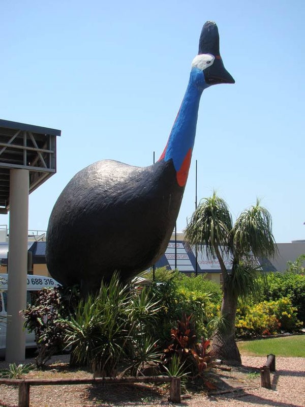 The Big Cassowary in Mission Beach