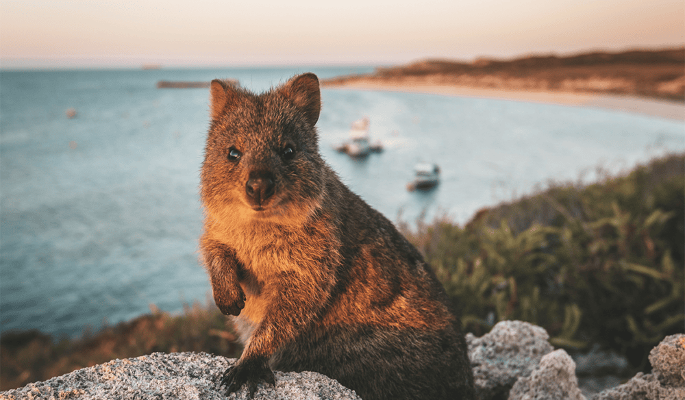 Things to do Rottnest Island