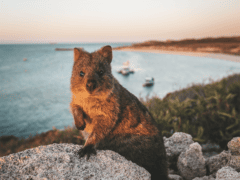 Things to do Rottnest Island