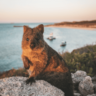 Things to do Rottnest Island