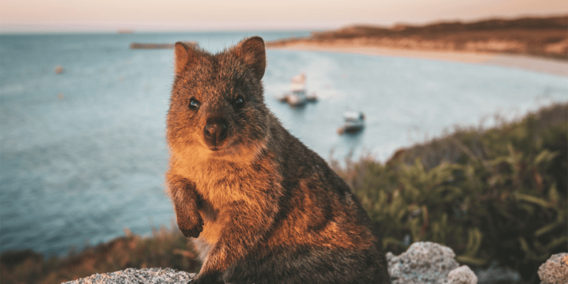 Things to do Rottnest Island