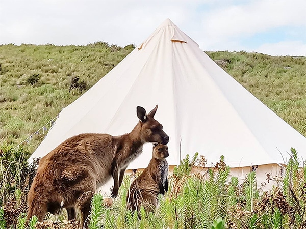 Kangaroos seen during a comforting Wandering Souls 