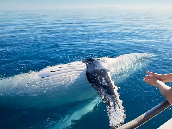 whale watching in Hervey Bay.