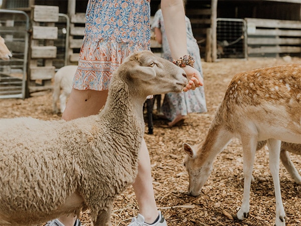 Animals at Hunter Valley Zoo